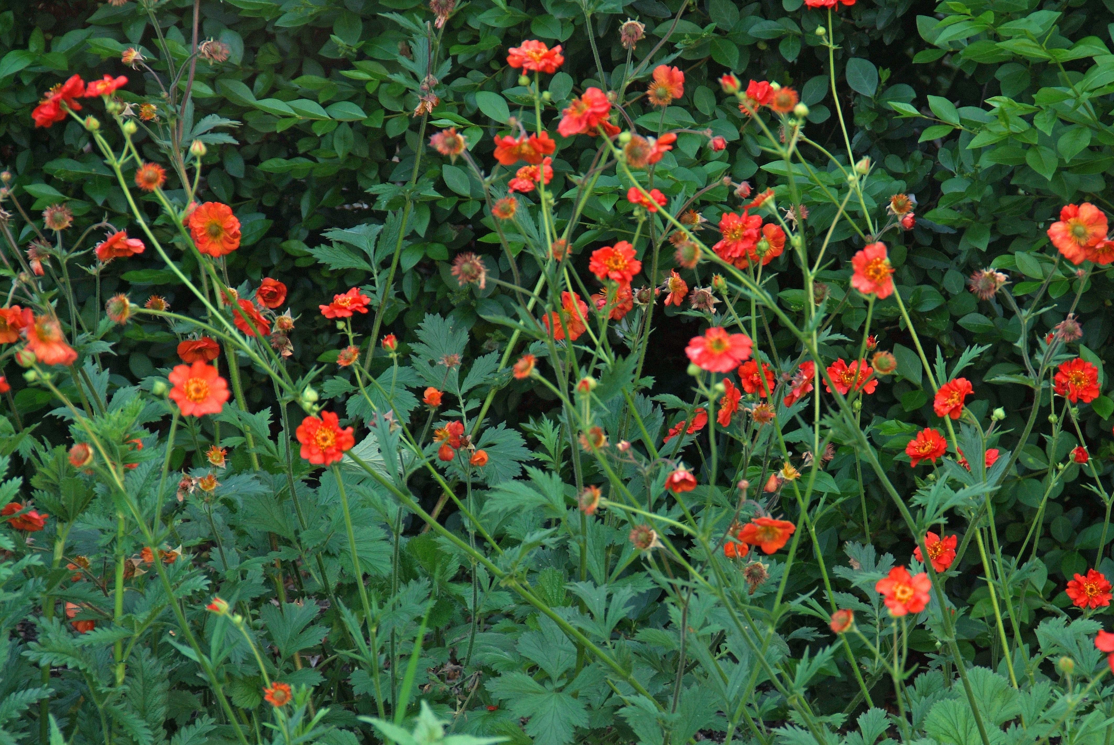 Geum chiloense 'Mrs. Bradshaw' bestellen